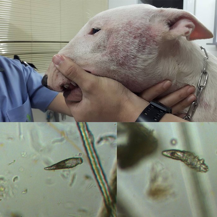 บูลเทอร์เรียน้อยตาแป๋ว กับผื่นแดงคันเห่อทั่วตัว บูลเทอร์เรียน้อยตาแป๋ว กับผื่นแดงคันเห่อทั่วตัว